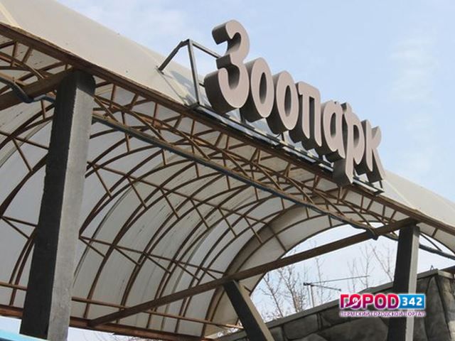 Новый Пермский зоопарк откроют через год