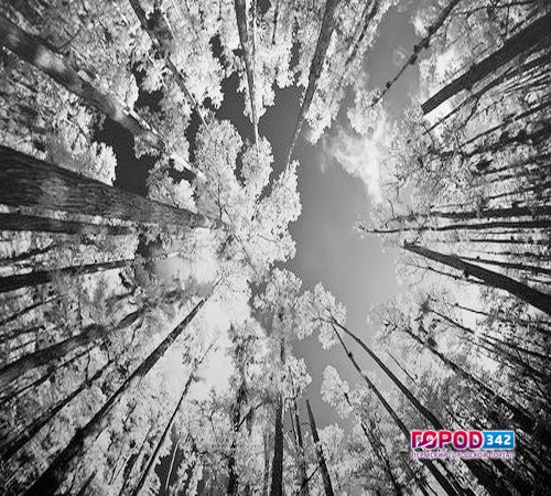 В Черняевском лесу в Перми нашли тело владельца оторванной ноги