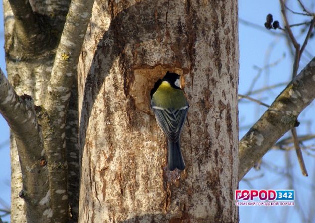 Из деревянных конструкций ледового городка сделают домики для птиц