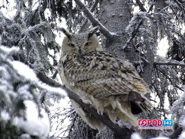 Ученые ПГНИУ: в Пермском крае исчезают филины, их место занимают сапсаны