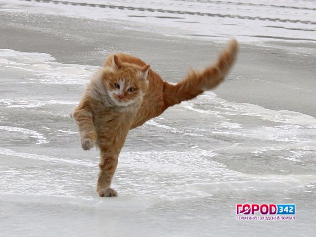 Завтра в Пермском крае ожидается сильный ветер с порывами до 20 метров в секунду