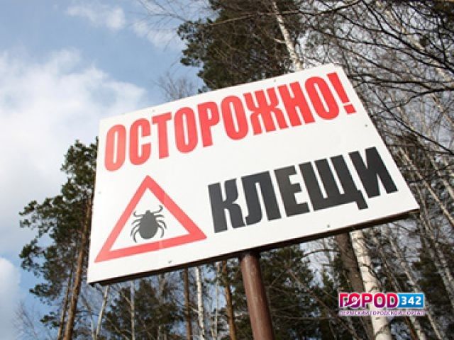 В Пермском крае активизировались клещи