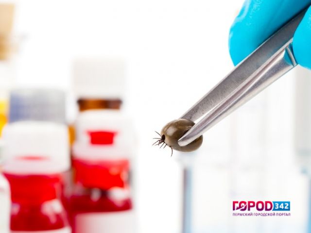 В Пермском крае увеличился процент клещей, зараженных энцефалитом