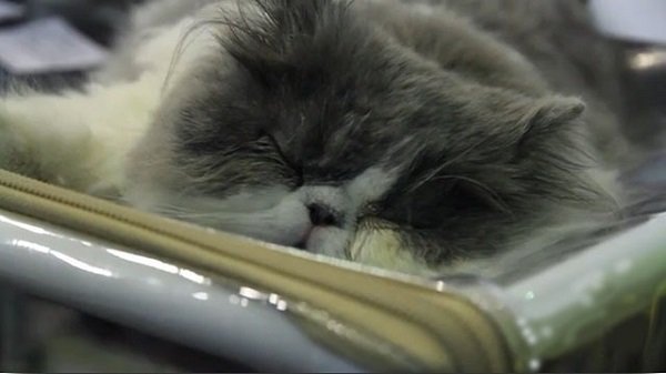 Международная выставка кошек в Перми собрала тысячи зрителей