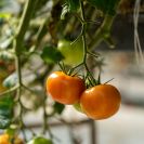 В супермаркете Прикамья нашли вирусы в овощах