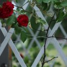 Июль в Прикамье может стать самым холодным за пять лет